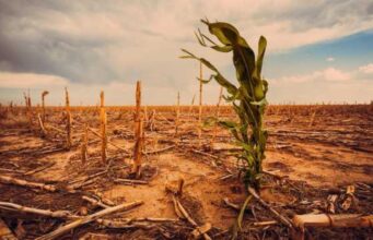 Lack of climate action a threat to businesses the world over