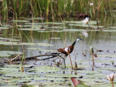 Nandi wetlands destruction raises alarm