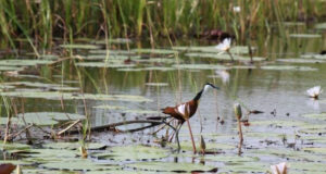 Nandi wetlands destruction raises alarm