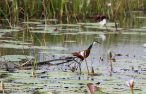 Nandi wetlands destruction raises alarm