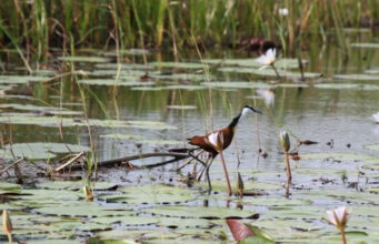 Nandi wetlands destruction raises alarm
